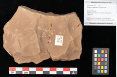 Foto (Objekt + Etikett) von Quercus palaeoilex Ettingshausen (NHMW-GEO-2024-0188-0937)